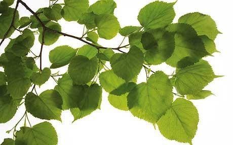 Keltski_drevesni_horoskop/Tilia_cordata_lipa