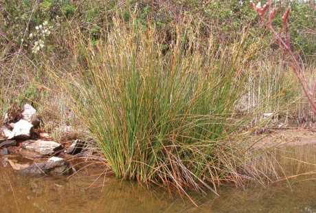 Keltski_drevesni_horoskop/Trstje