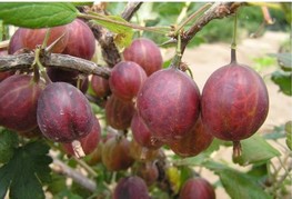 Ribes uva-crispa 'Hinnomaki Rod' - rdeča kosmulja