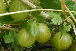 Ribes uva-crispa 'White Smith' - rumena kosmulja