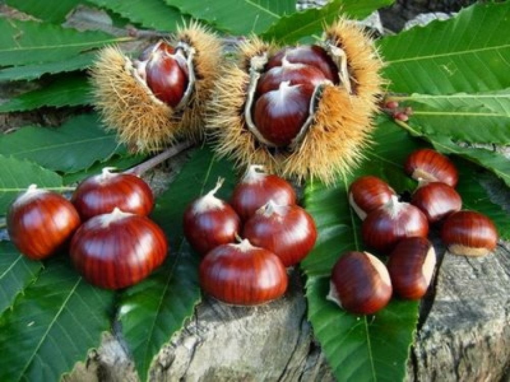 kostanj-maroni.jpeg