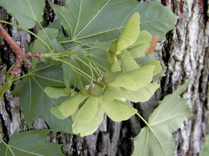 Acer platanoides 1.jpg