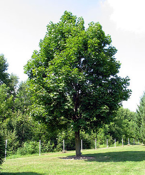 Acer platanoides.jpg