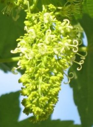 Acer pseudoplatanus 1.JPG