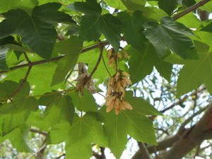 Acer pseudoplatanus.JPG