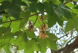 Acer pseudoplatanus - gorski javor, beli javor