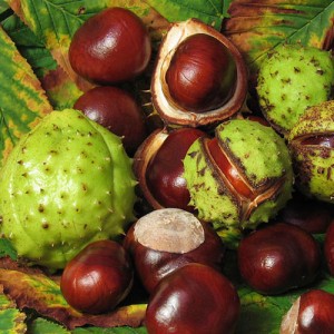 Aesculus hippocastanum 1.jpg