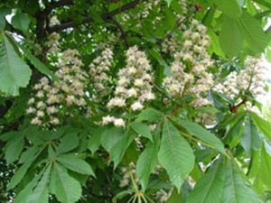 Aesculus hippocastanum.jpg