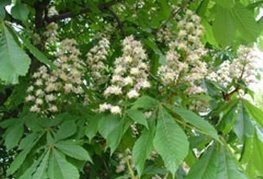 Aesculus hipocastaneum - navadni divji kostanj