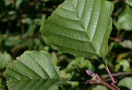 Alnus glutinosa - črna jelša