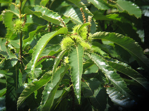 Castane sativa.jpg