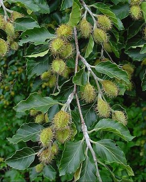 Fagus sylvatica.jpg