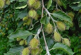 Fagus sylvatica - navadna bukev, bukev