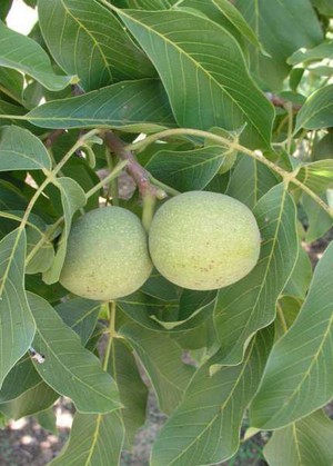 Juglans regia.jpg