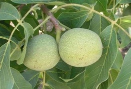 Juglans regia - navadni oreh, oreh