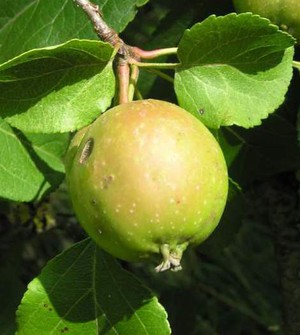 Malus sylvestris 1.jpg