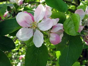 Malus sylvestris.jpg