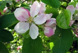 Malus sylvestris - lesnika, divja jablana