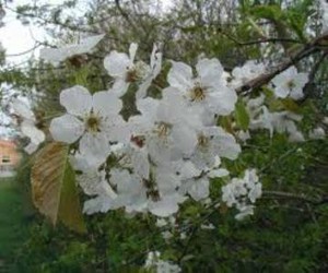 Prunus avium.jpg