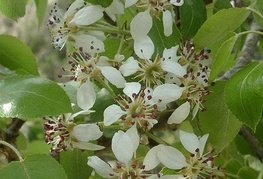 Pyrus pyraster - drobnica, divja hruška