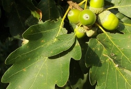 Quercus petraea (= Q. sessiliflora) - graden