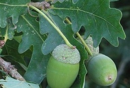 Quercus robur - dob