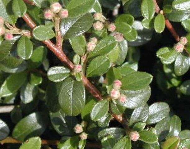 Cotoneaster dammeri Juergl.JPG