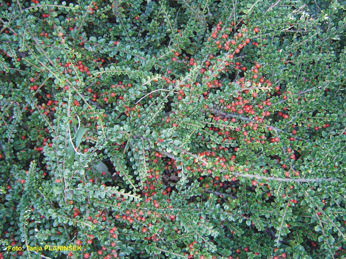 Cotoneaster horizontalis 1.jpg