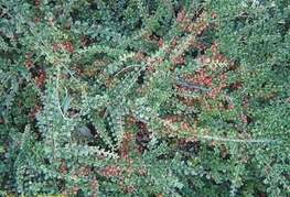 Cotoneaster horizontalis - pahljačasta panešplja