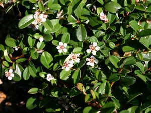Cotoneaster radicans Eichholz.jpg