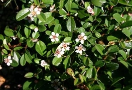 Cotoneaster dammeri 'Eichholz' (= C. radicans 'Eichholz') - panešplja, prizemljika