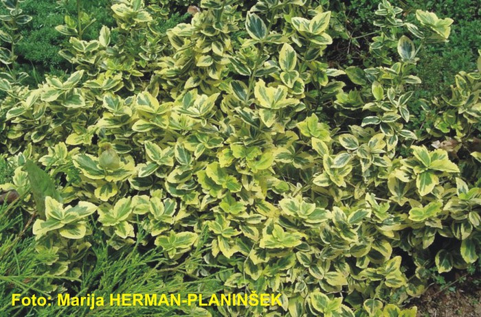 Euonymus fortunei Emarald n Gold.jpg