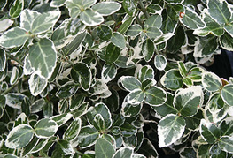 Euonymus fortunei 'Emerald Gaiety' - belo pisana plazeča trdoleska