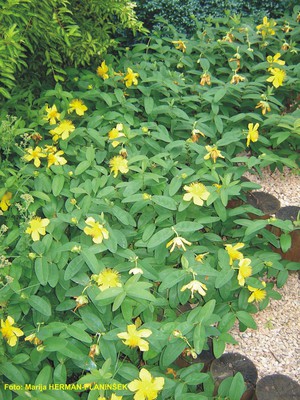 Hypericum calycinum 1.jpg