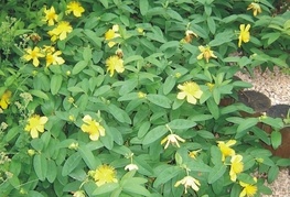 Hypericum calycinum - krčnica