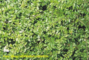 Lonicera nitida Elegant.jpg