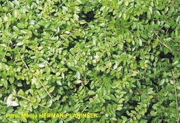 Lonicera nitida 'Elegant' (= L. pileata 'Yunnanensis') - kosteničevje