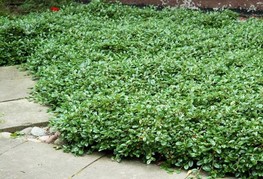 Cotoneaster dammeri 'Major' (= C. dammeri var. radicans) - panešplja, velikolistna prizemljika