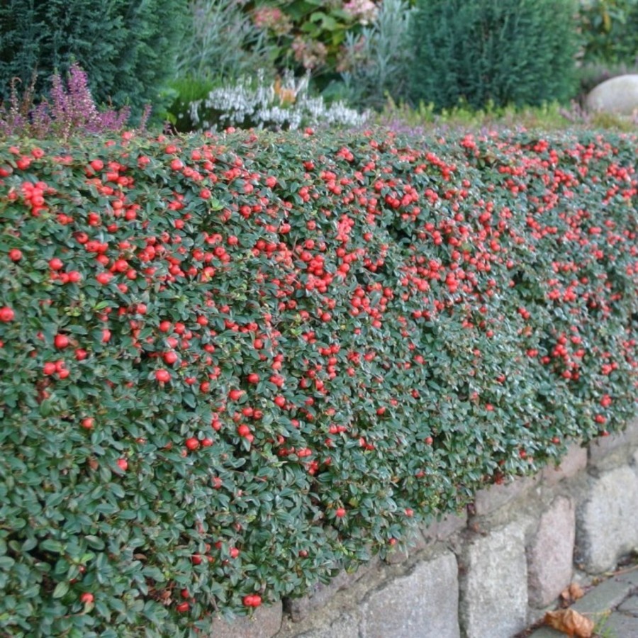 Cotoneaster dammeri Skogholm 1.jpg