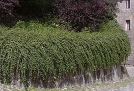 Cotoneaster dammeri 'Skogholm' (= C. x suecicus 'Skogholm') - panešplja, švedska prizemljika