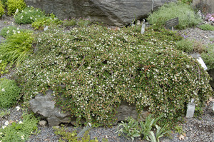 Cotoneaster dammeri Streibs Findling.jpg