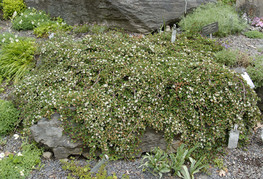 Cotoneaster procumbens 'Streibs Findling' (= C. dammeri 'Streibs Findling') - panešplja, drobnolistna prizemljika