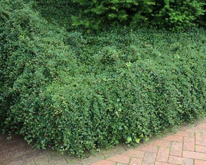 Cotoneaster dammeri.jpg