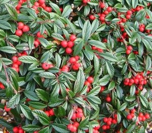Cotoneaster salicifolius Parkteppich.jpg