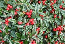 Cotoneaster salicifolius 'Parkteppich' - panešplja, prizemljika