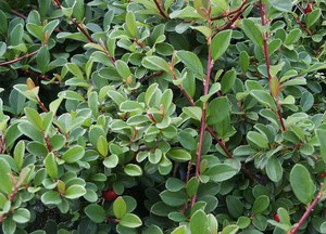 Cotoneaster dammerii Eichholz.jpg