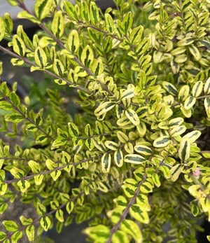 Lonicera nitida Lemon Beauty.jpeg