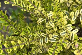 Lonicera nitida 'Lemon Beauty' (= L. ligustrina 'Lemon Beauty') - pisanolistno kosteličevje