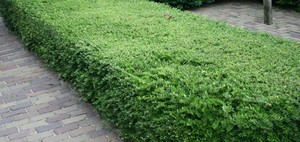 Lonicera nitida Maigrun 1.jpg