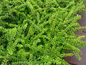 Lonicera nitida Maigrun.jpg